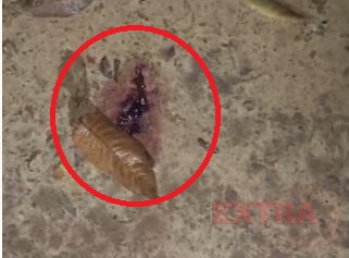 VÍDEO: comerciante teria sacrificado pitbuls a tiros após terem atacado neta em Cabixi