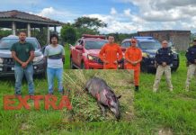 PRF, Semma e Corpo de Bombeiros resgatam Anta que havia sido atropelada próximo à Vilhena