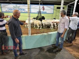 Criadores recebem carneiros do deputado Ezequiel Neiva para reprodução com genética melhorada em Colorado