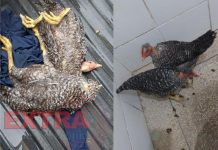 Dupla é presa após furtar quatro galinhas de uma casa em Cujubim