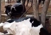 VÍDEO: raio mata vacas avaliadas em cerca de R$ 50 mil em SE