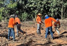 Projeto de reflorestamento fomenta ressocialização do Sistema Prisional em Vilhena