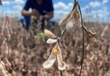 Preços da soja sobem no Brasil; veja cotações