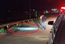 VÍDEO: PM interrompe trânsito para auxiliar cobra sucuri atravessar rodovia próximo a Cerejeiras