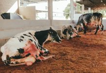 Sicoob Agrotech mostra como a transformação digital e a sustentabilidade estão inovando o setor da pecuária