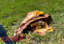 VÍDEO: criminosos abatem e carneiam vaca em Colorado