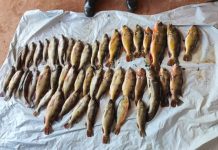 Fiscalização intensiva no vale do Guaporé resulta na apreensão de pescado ilegal em Alta Floresta