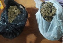 Ação da PM resulta na prisão de motociclista e apreensão de quase um quilo de maconha em Pimenteiras