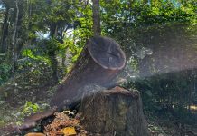 PF e Forças de Segurança combatem crimes ambientais e grilagem em RO