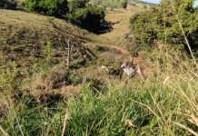 PRF revela que mãe, filho e um cão Rottweiler estavam no carro que pegou fogo próximo a Cerejeiras