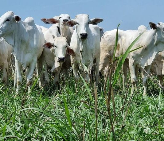 Mercado de boi gordo esboçou reação durante a semana
