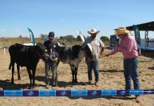 Expocol 2024: Julgamento de gado leiteiro promove qualidade e conhecimento entre produtores do Cone Sul