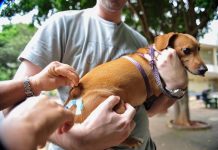 Coordenadora da VS anuncia campanha antirrábica e estimativa é imunizar 21 mil cães e gatos em Vilhena