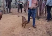 Pit Bull mata criança de dois anos em Presidente Médici