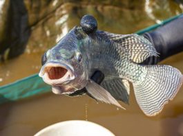 Tilápia: exportações registram queda em agosto