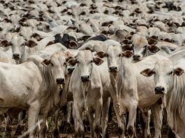 Recorde: arroba do boi chega a ser negociada a R$ 350 em SP; veja cotações no país