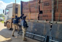 PRF apreende carga de madeira transportada em desacordo com a legislação vigente em RO