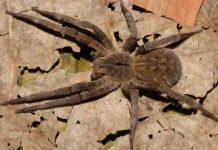 Em Vilhena, homem é picado por aranha e está há dois dias com o pênis ereto; se não for tratado com urgência pode ter que amputar