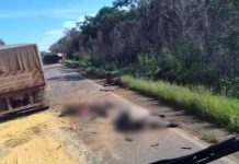 VÍDEO: acidente na BR-364 entre carretas carregadas de bois e soja causa transtornos e mortes de animais