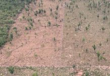 MP investiga desmatamento de área maior que 600 campos de futebol de floresta em RO